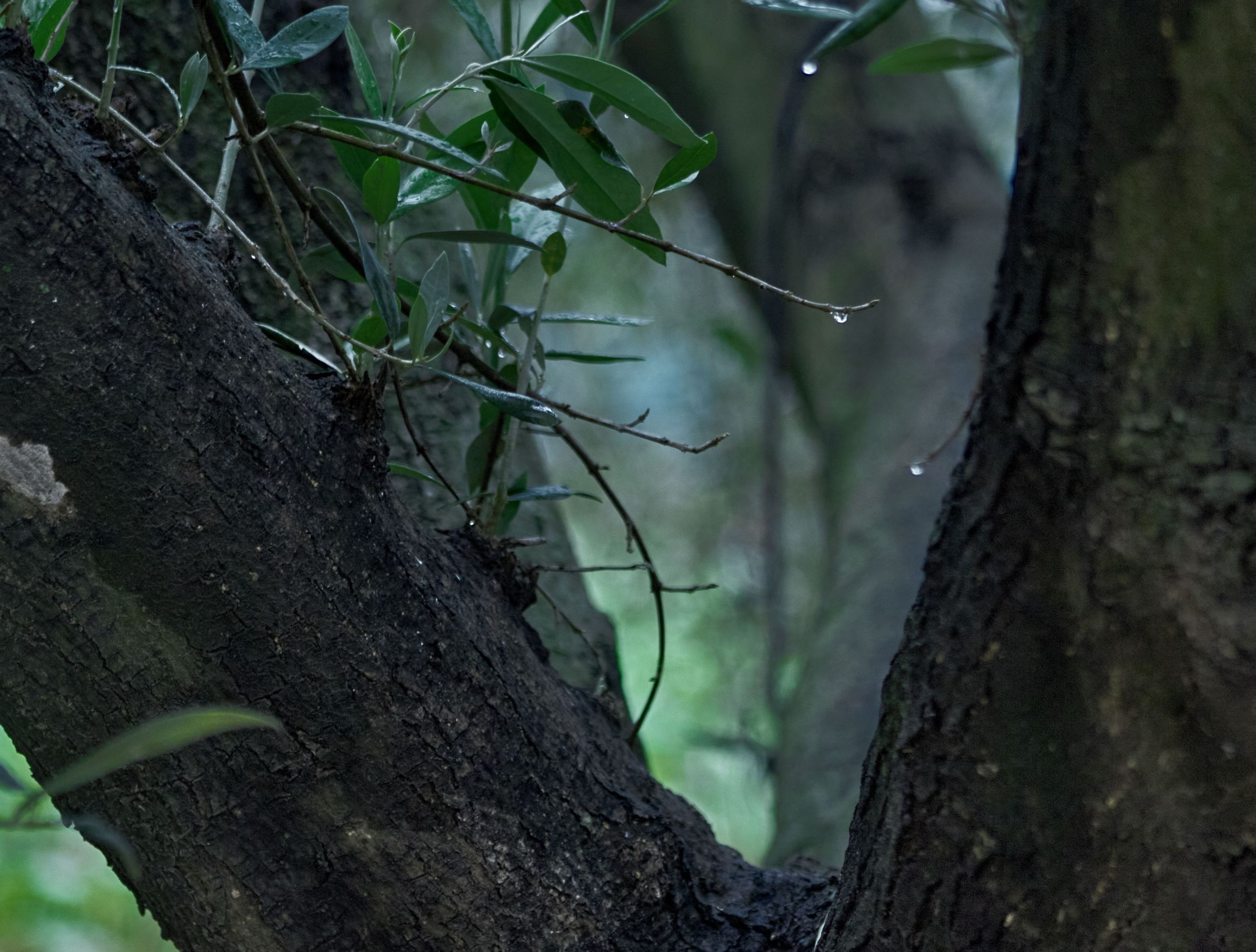 Lluvia en el bosque